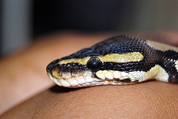 Royal Python