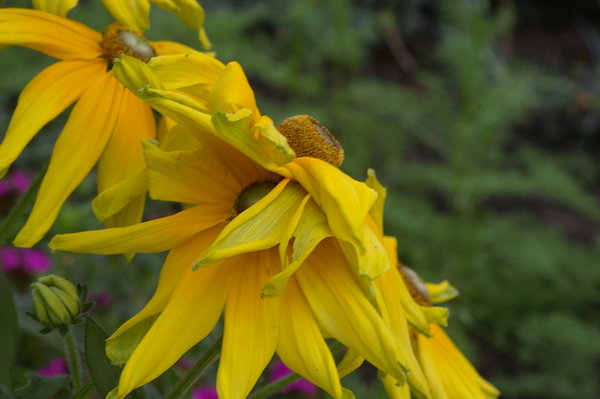Rudbekia.