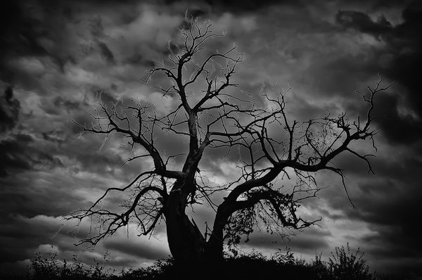 The Tree