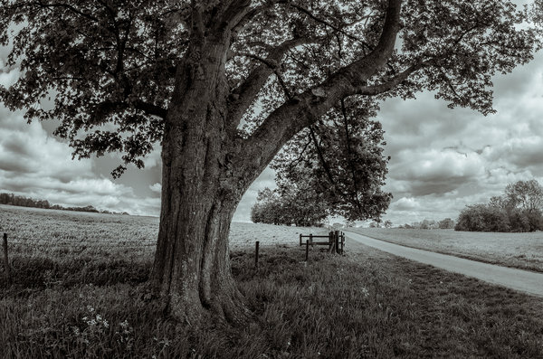 The Tree
