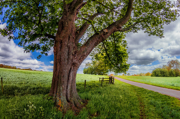 The Tree