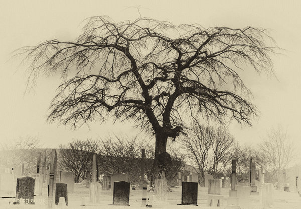 The Tree