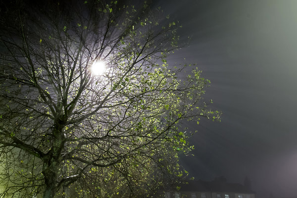 Tree in the Mist