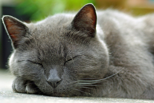 World's most useless cat