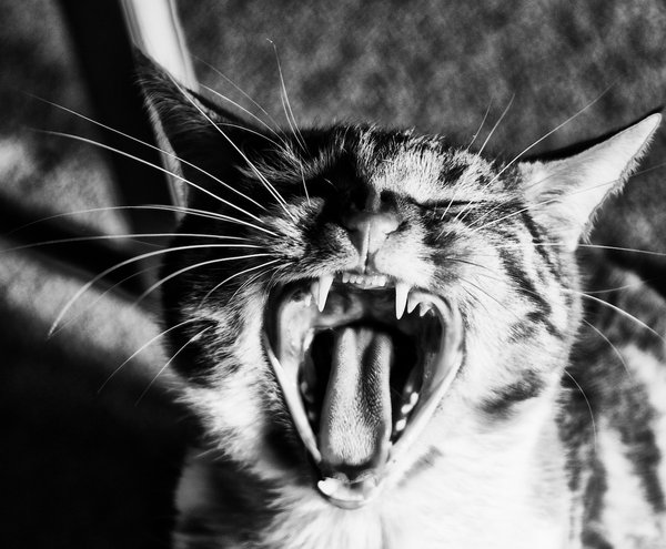 Yawning cat