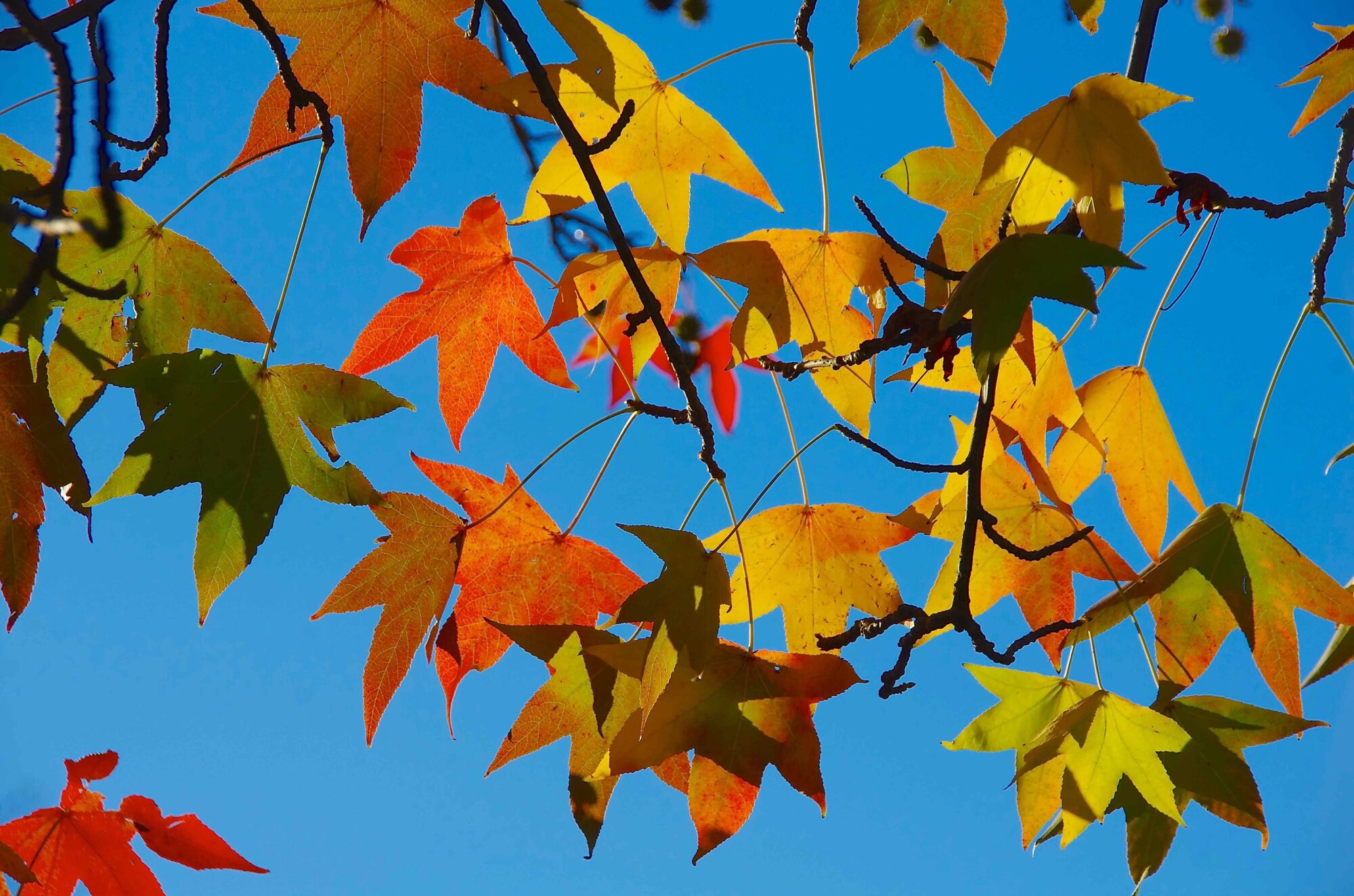 autumn