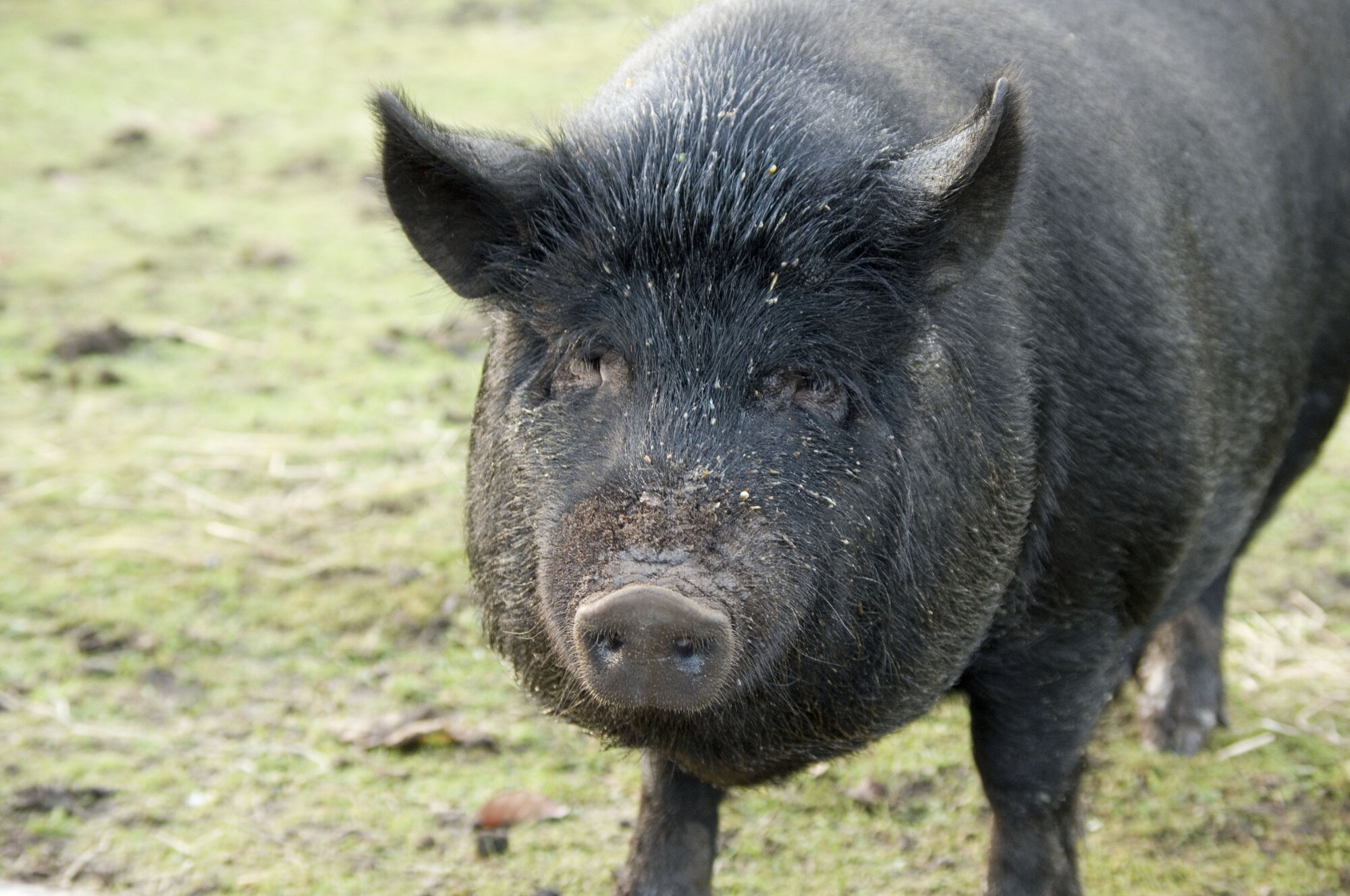 friend pig