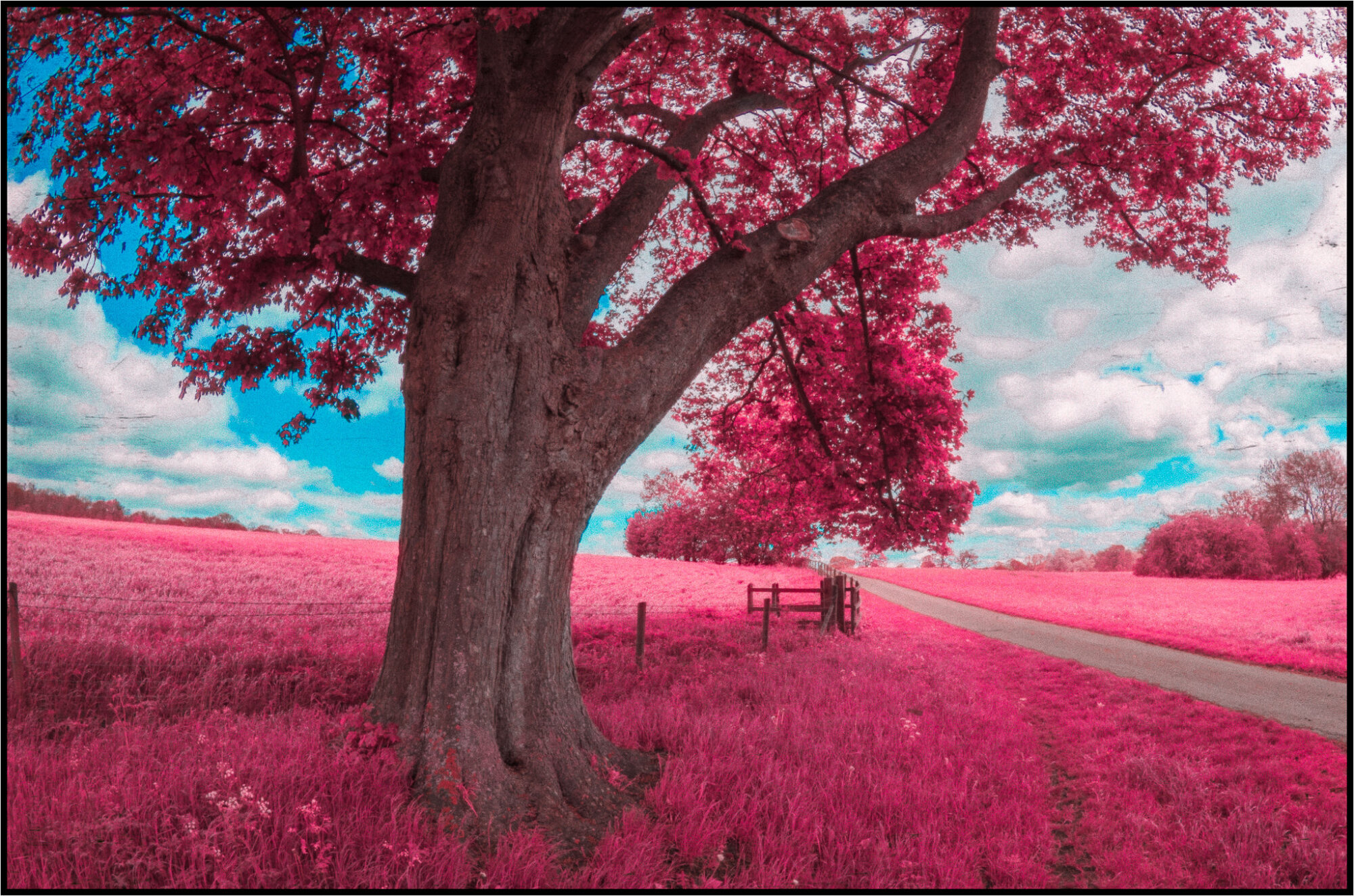 PINK TREE