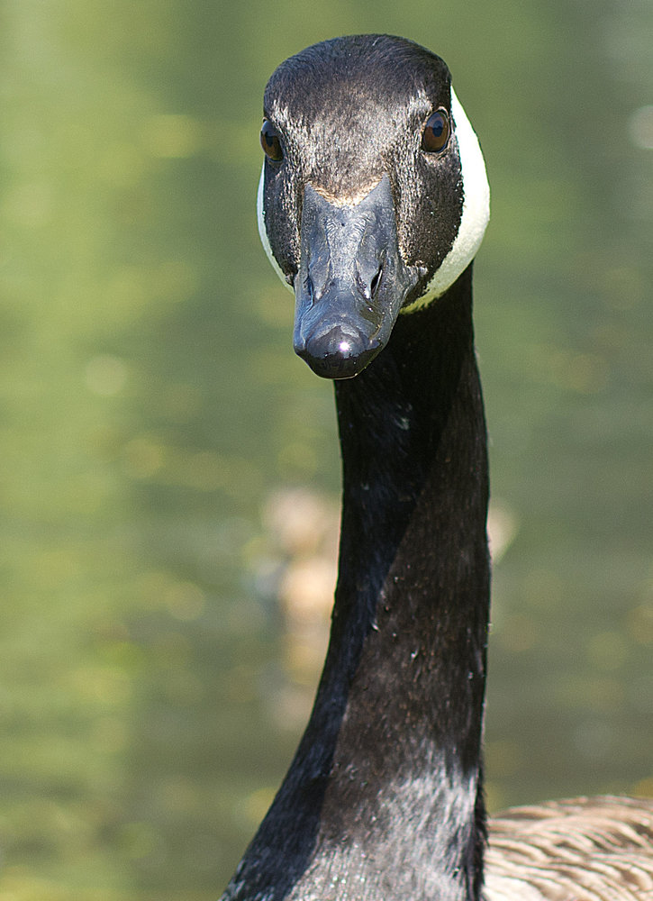 Canada Goose up close