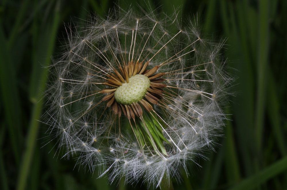 Dandelion Clock