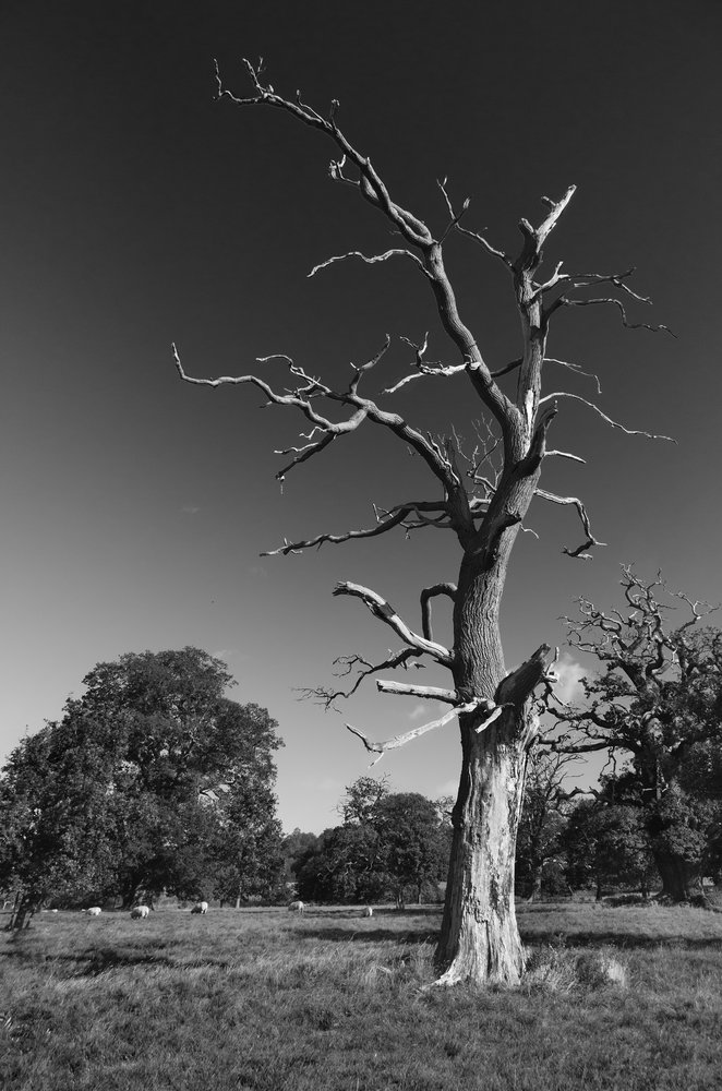 Dead tree