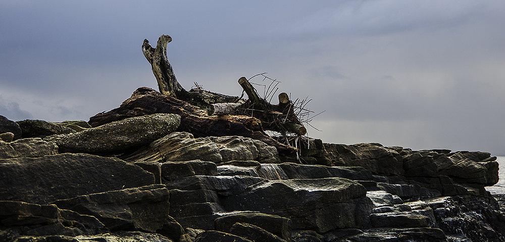 Driftwood