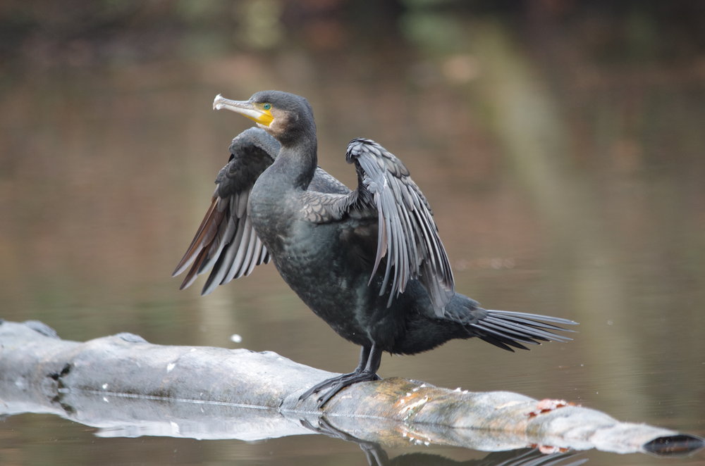 Grey Cormorant