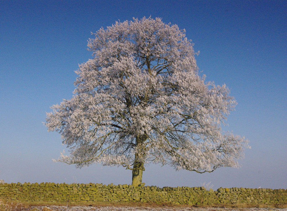 Jack Frosts tree