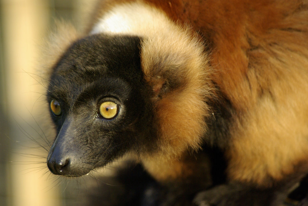 red lemur