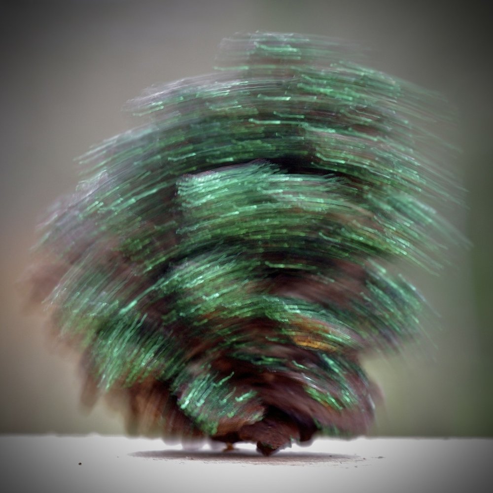 Roly poly pine cone