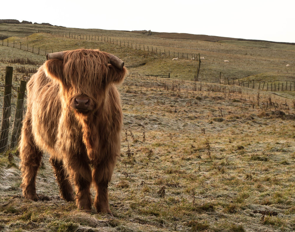 Teddy Bear Cow