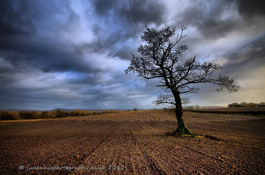 Tree Lines