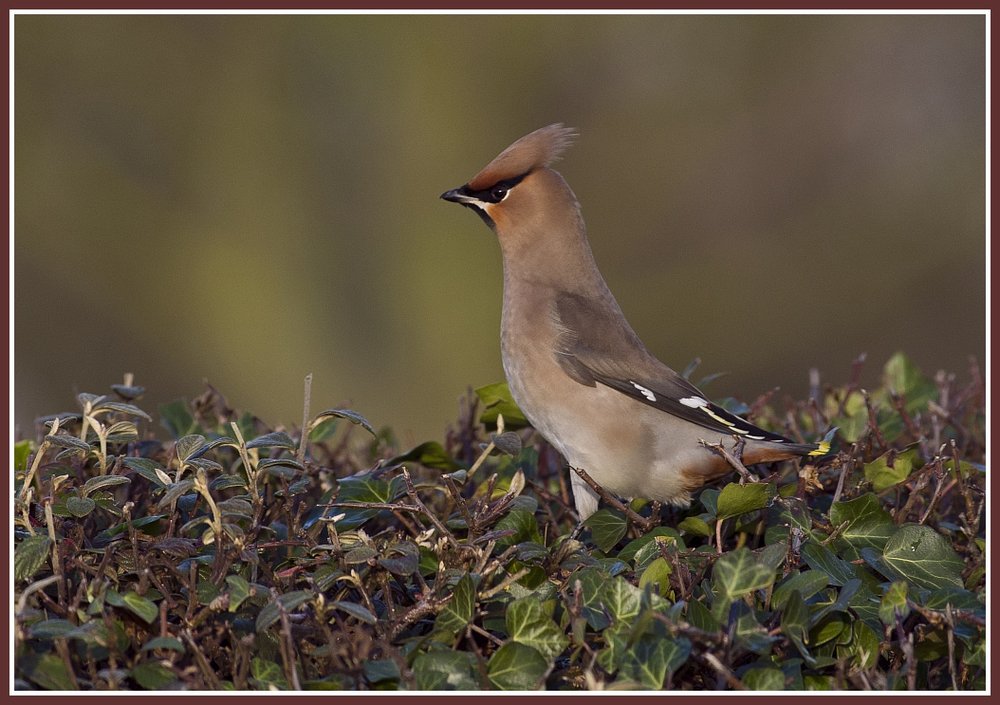 Waxwing