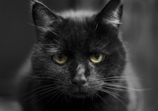 Attitude