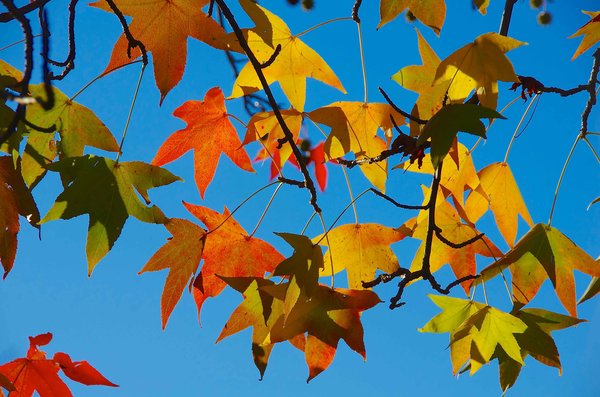 autumn
