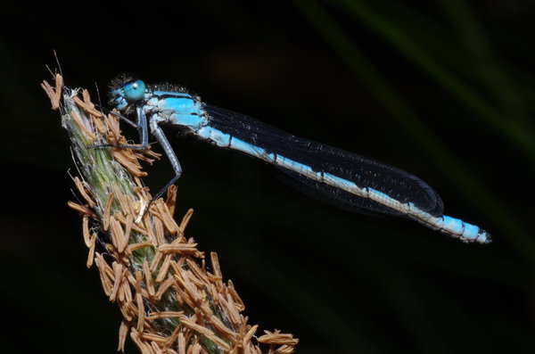 Blue Damsel