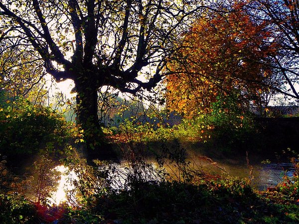Branches in the sun.