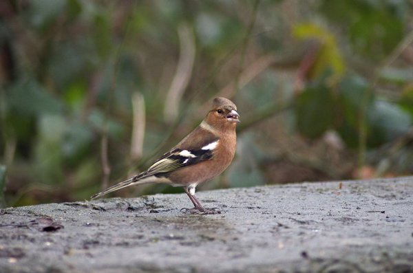 Chaffinch (male)