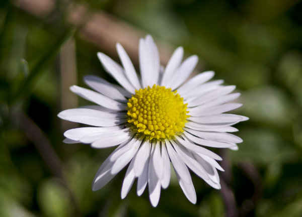 Daisy