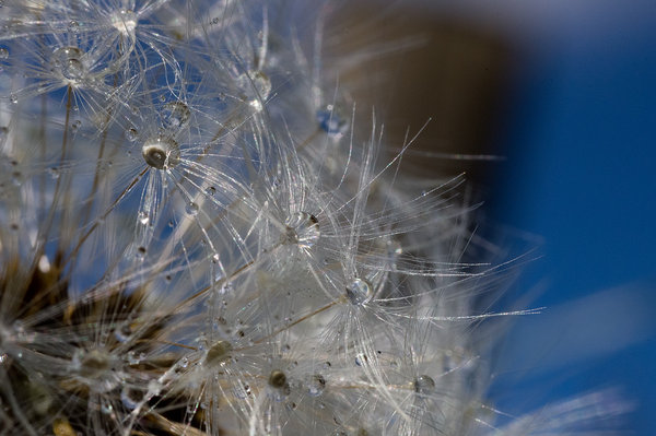 dandelion