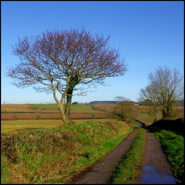 Devon Lane