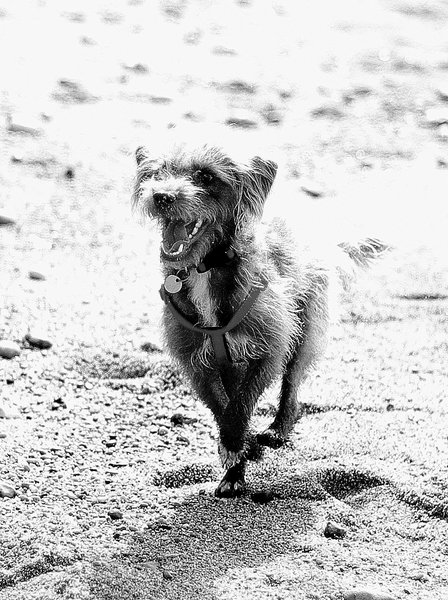 Dog on Beach