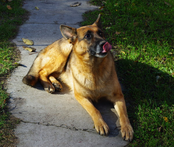 Doggy