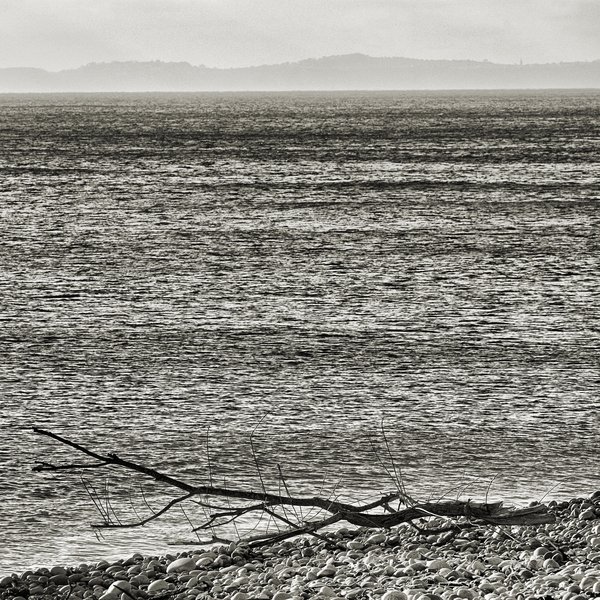Driftwood