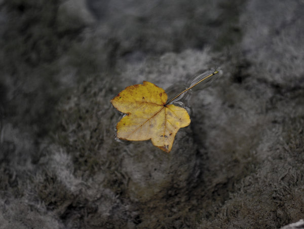 Floating leaf