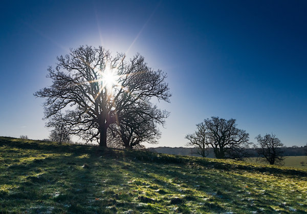 Frosty morning