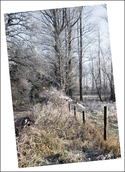 frosty