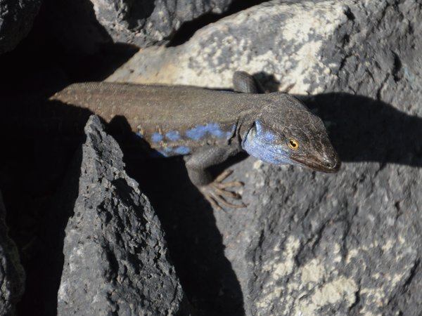 Gallotia Lizard in La Palma, Canary Island