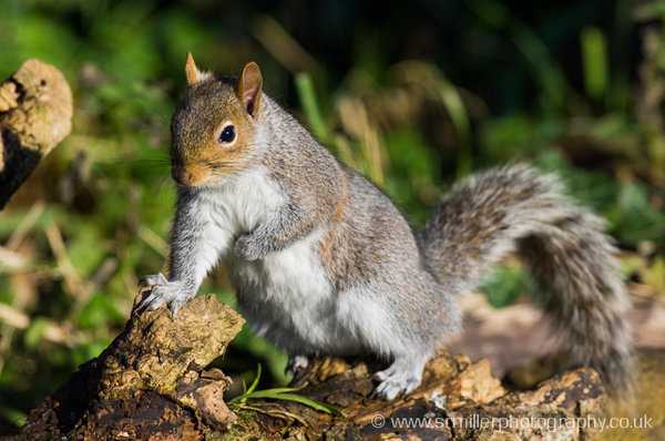 Grey Squirrel