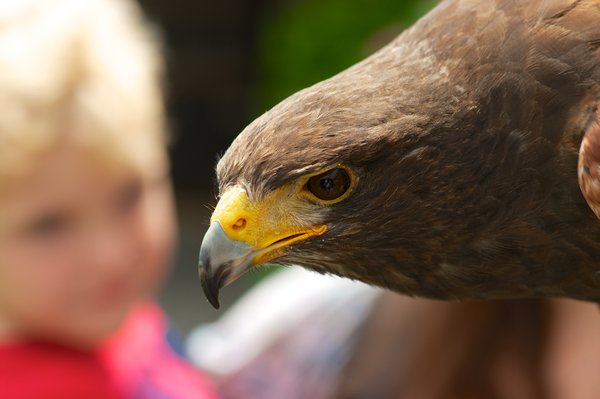 Harris Hawk
