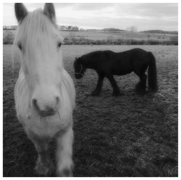 Horses
