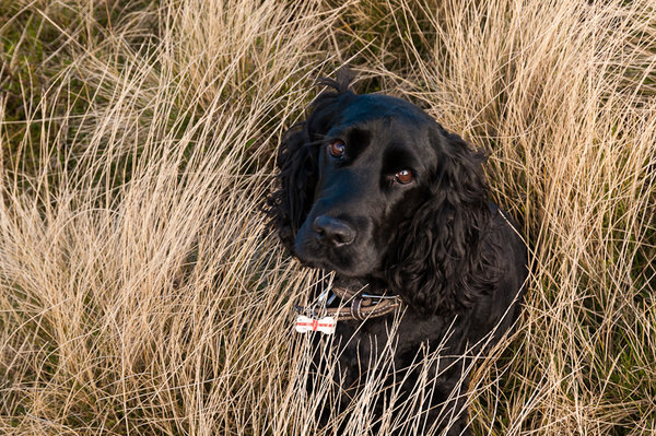 Hypnodog...
