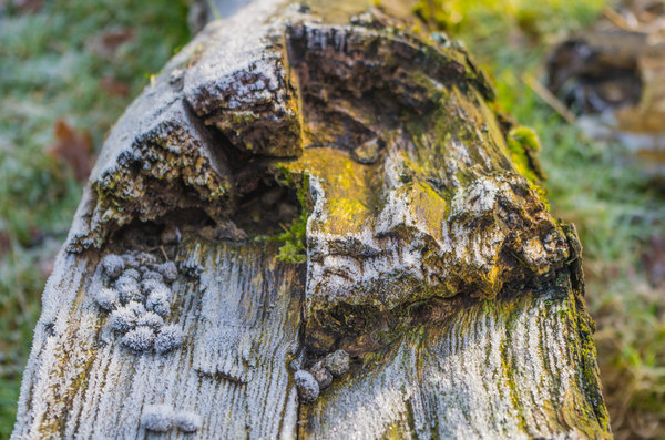 Icy log