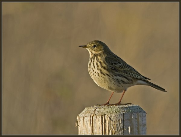 Meadow Pipit