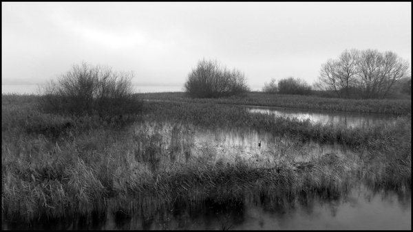 Misty Day