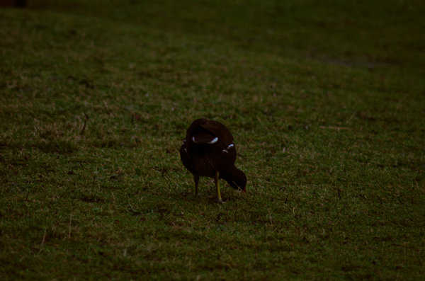 Moorhen