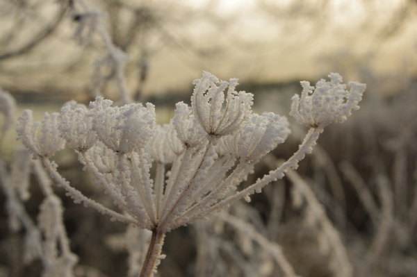 More frost photos!