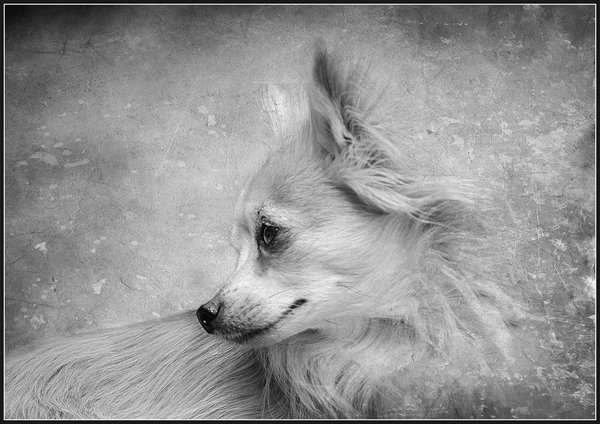 My timid friend
