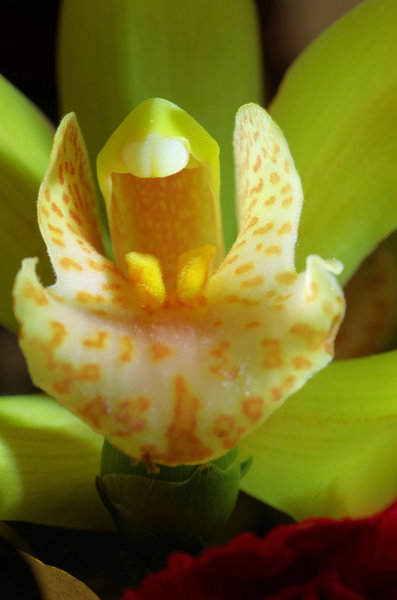orchid