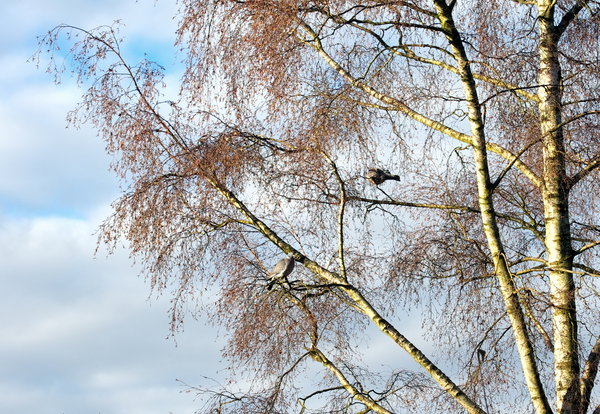 Partridge in a Pear Tree ?